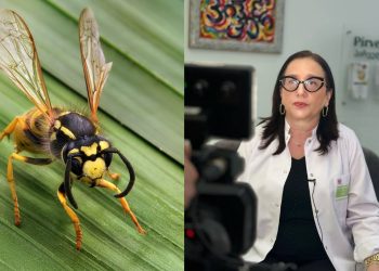 „ახალგაზრდა მამაკაცი დაიღუპა კრაზანის კბენის შედეგად გამოწვეული ანაფილაქსიური შოკით… ნუ აკეთებთ ამას” – ქართველი ექიმი მოსახლეობას აფრთხილებს