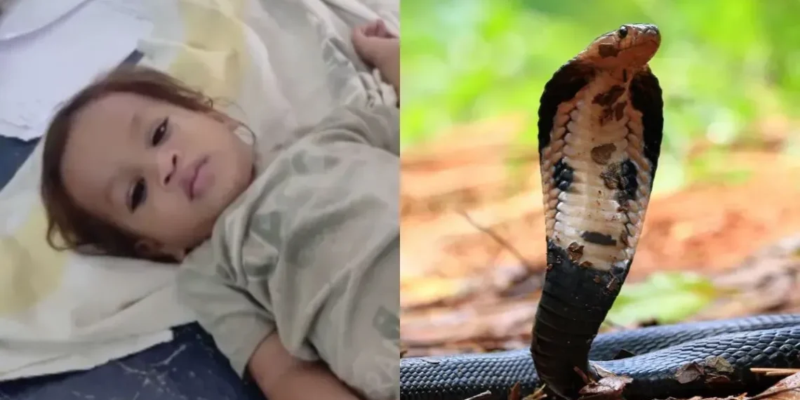 2 წლის ბიჭუნამ შხამიან გველს უკბინა – ქვეწარმავალი მოკვდა, პატარა კლინიკაში გადაიყვანეს