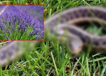 მცენარეები, რომელიც გველებს აფრთხობს