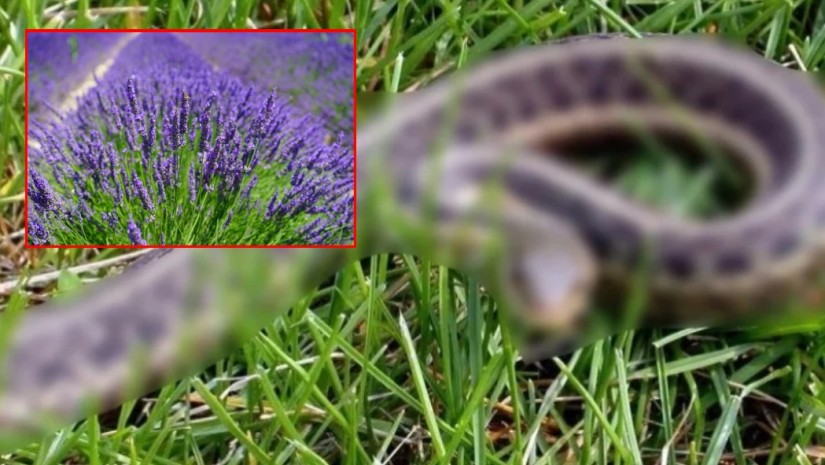 მცენარეები, რომელიც გველებს აფრთხობს